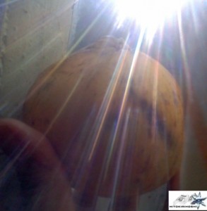 Santol by Hitokirihoshi