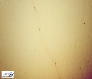 Ants on the Wall by Hitokirihoshi