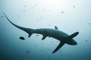 Thresher Sharks in Monad Shoal, Malapascua Island by Noel Guevara
